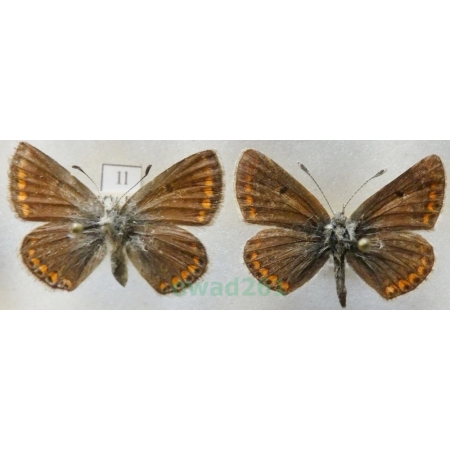 Aricia agestis (Denis & Schiffermüller, 1775) pair Modraszek agestis Czech1l